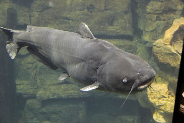 Ulovio soma teškog 37 kilograma