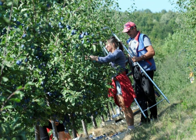 Poljoprivrednici po sezonce idu i u Srbiju