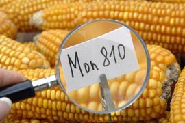 Oland: Biće produžena zabrana uzgoja GMO kukuruza