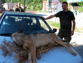 Odstrijeljen desetogodišnji vuk