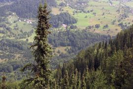 Pančićeva omorika ponos planine Tare
