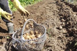 Sjemenski krompir ne može u Hrvatsku, bosiljak uz dozvolu