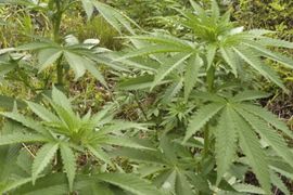 Cijelo selo uzgaja narkotike: Policija privela 58 radnika na zasadima ...