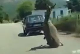 Krivična prijava zbog mučenja magarca