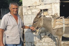 Optuženi za mučenje životinje: Ljudi, ja tog magarca žitom hranim