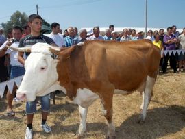 Najbolja muzna krava Slaviše Stanića iz Osinje