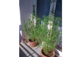 Marihuana uzgajana i u stanu