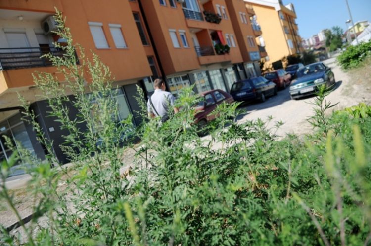 Treći ciklus košenja ambrozije