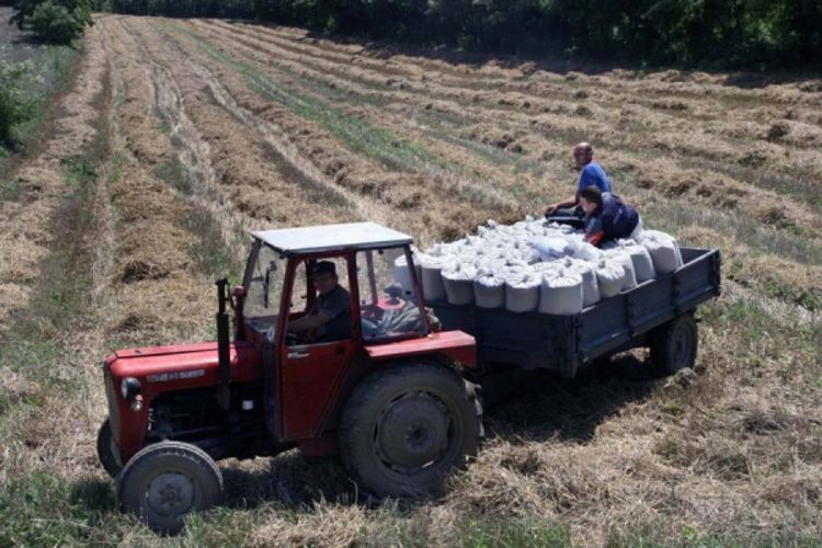 Otkup pšenice: Zatežu samo semberski mlinari