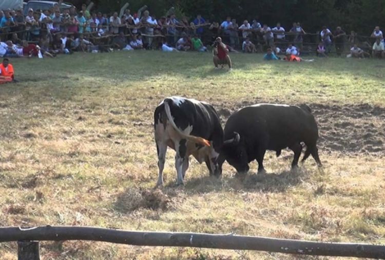 Pomjeren termin Grmečke koride