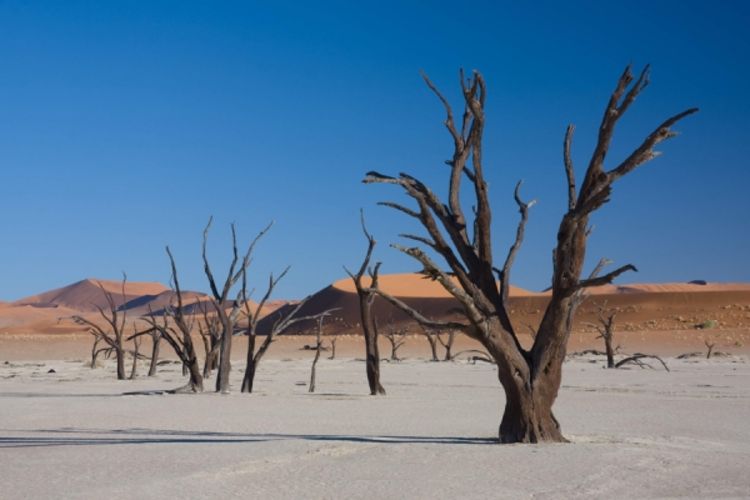 Čudesna šuma u pustinji Namib