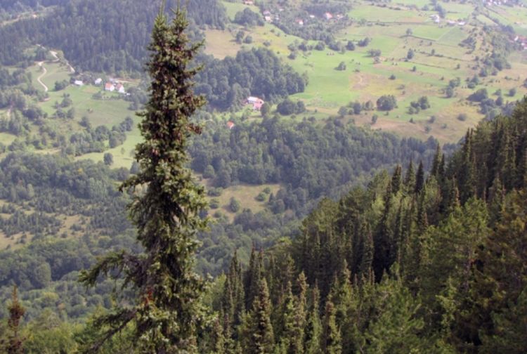 Pančićeva omorika ponos planine Tare
