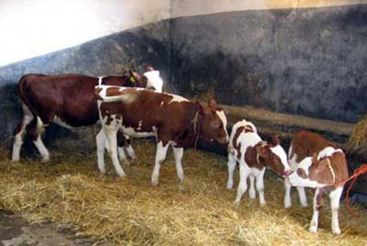 Stoka i u TK kupovana "ispod žita"