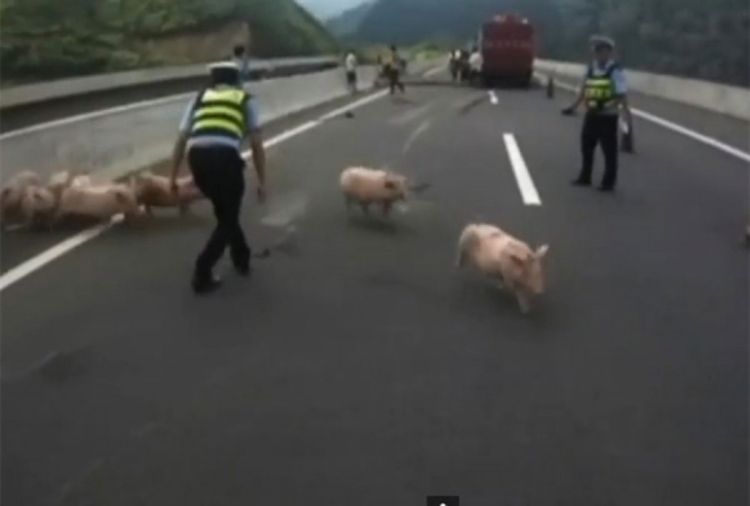 Filmska potjera: Policija lovila odbjegle prasiće
