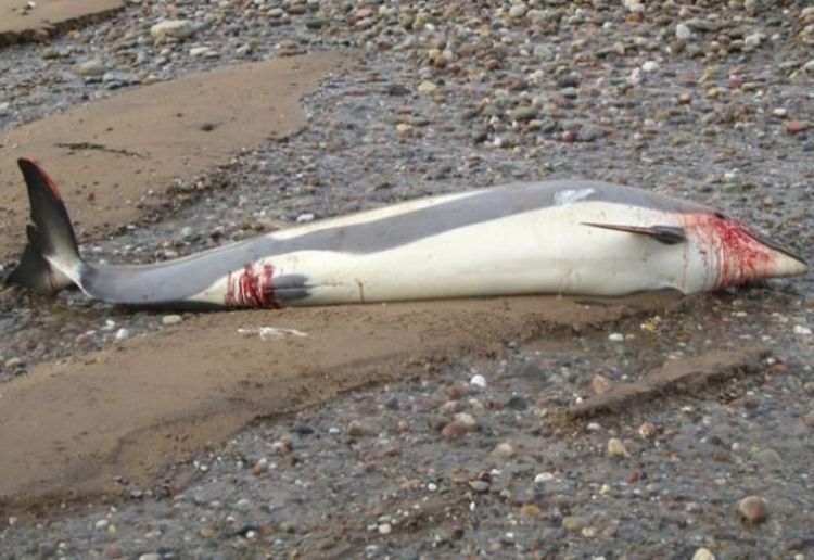 Pronađen iskasapljen delfin u Puli