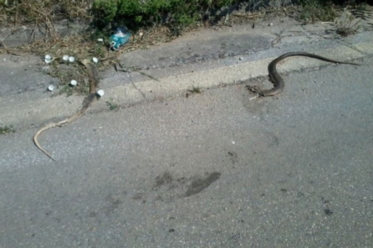 Zmije u bijegu od vrućine - zavlače se u automobile, toalete