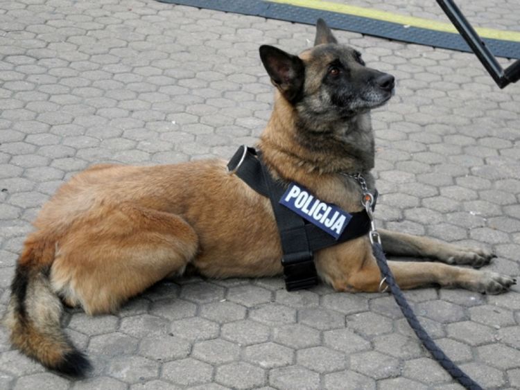 Psi koji traže drogu uginuli od vrućine?