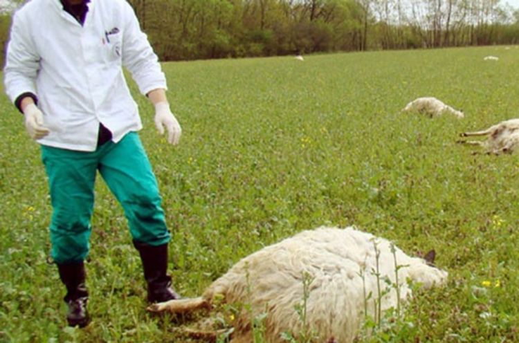 Na Meokrnju grom ubio 50 ovaca