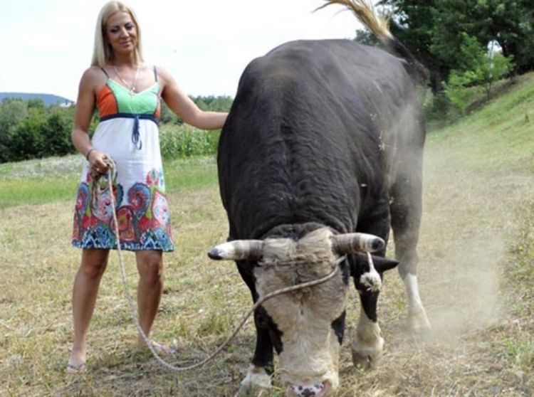 Renata iz Viteza i njeni bikovi vladaju koridama