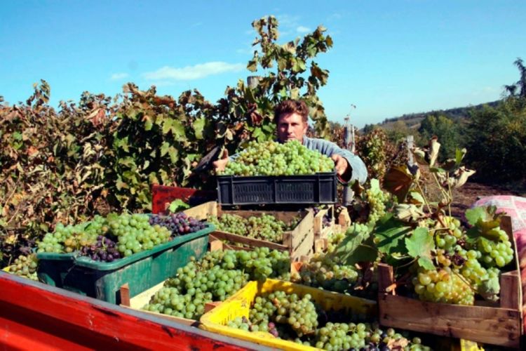 Vrućine pogoduju kvalitetu grožđa