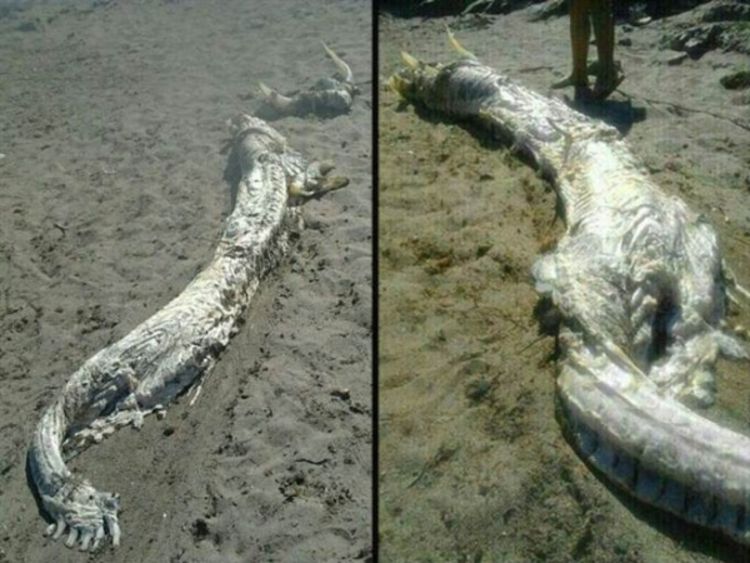 Španija: Misteriozno morsko čudovište pronađeno na obali