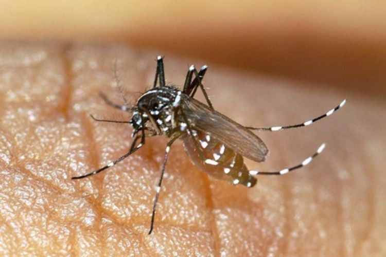 Od virusa Zapadnog Nila preminulo 10 ljudi u Srbiji