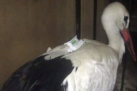 Egipatska paranoja: Roda uhapšena pod optužbom da je špijun