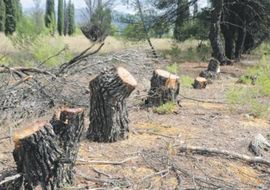U sred Podgorice posječeno 500 stabala bora