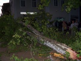 U Trebinju se odlomila grana platana dugačka deset metara