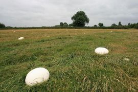 Bugojanac ubrao gljivu tešku 6,5 kilograma