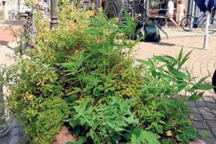 Konoplja preplavila Getingen