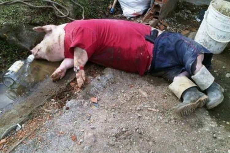 Svinjo pijana: Prasac popio 18 piva, pa se potukao s kravom