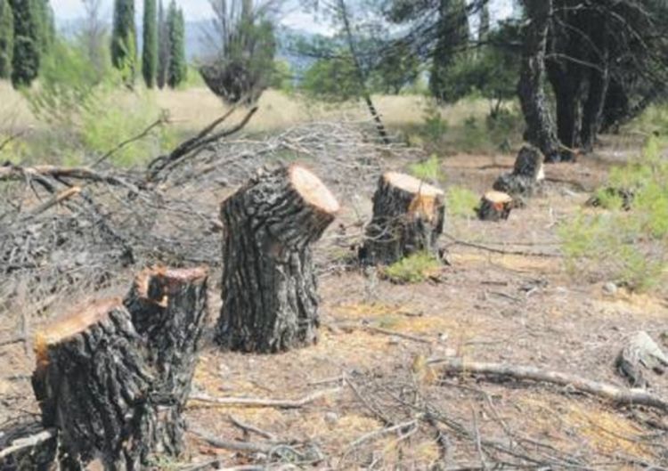 U sred Podgorice posječeno 500 stabala bora