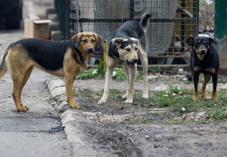 Banjaluka: Ženu napao čopor pasa
