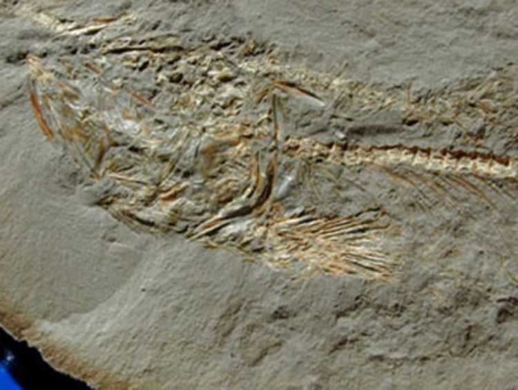 Fosil ribe otkiva zapanjujuće podatke o ljudskoj evoluciji