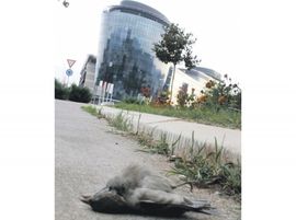 Podgorica: Ptice stradale zbog staklene fasade