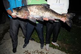 Ulovio tolstolobika teškog 32 kilograma