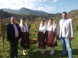 Ubrani grozdovi Carskih vinograda