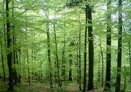 Dobit Šuma Srpske 4,8 miliona KM