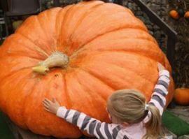 Najveća bundeva od 922 kilograma za Noć vještica