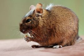 Pacovi i miševi pustoše ambare
