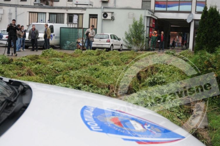 Laktaši: Otkrivena tona marihuane