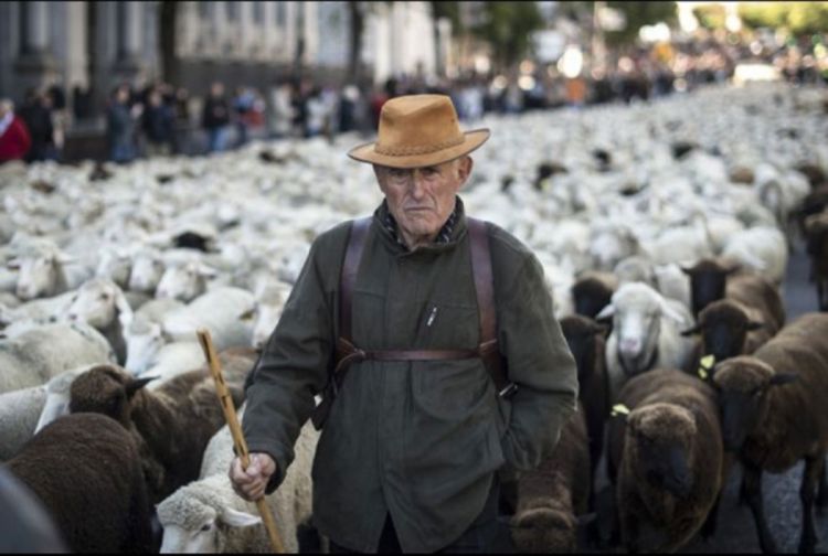 Centar Madrida blokiralo 2000 ovaca