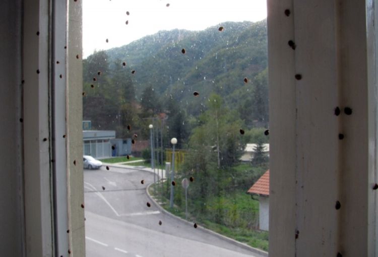 Poginula petorica mladića na području Skoplja