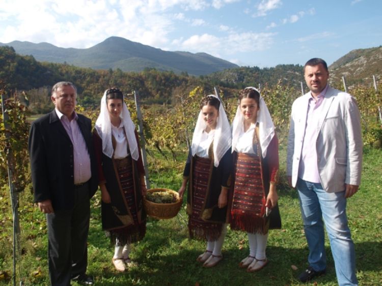 Ubrani grozdovi Carskih vinograda