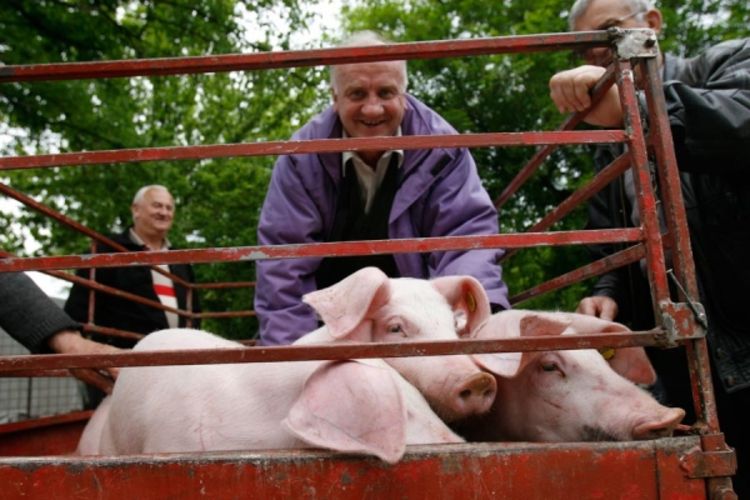 Veterinari uduplali cijene svojih usluga