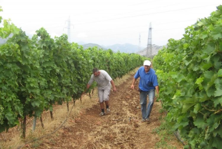 U Agrokopu okončana berba grožđa