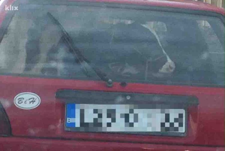 Kroz Sarajevo vozio dva teleta u gepeku golfa 2