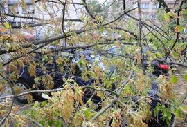 Olujno nevrijeme u Virovitici