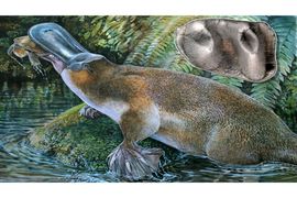 Pronađen fosil australijske "godzile"